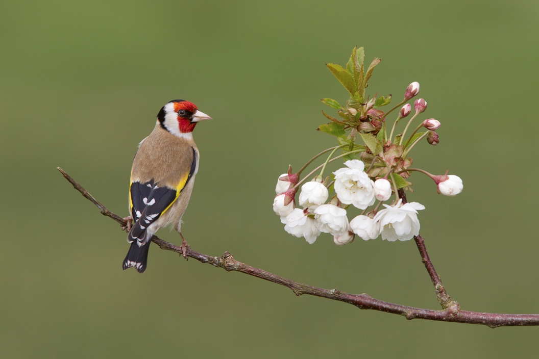 Goldfinch by Edward Fellowes Goldfinch, Edward Fellowes
