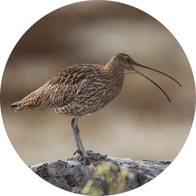 Curlew, by David Scott