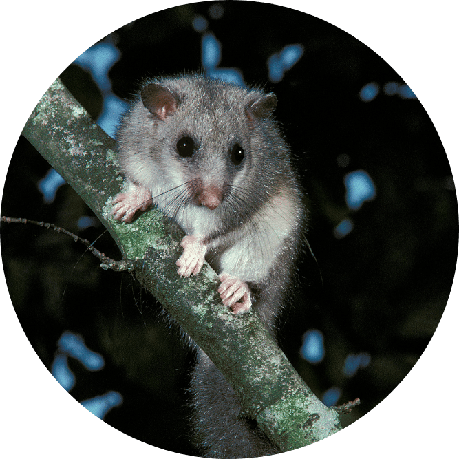 Edible Dormouse. Slowmotiongli Edible Dormouse. Slowmotiongli