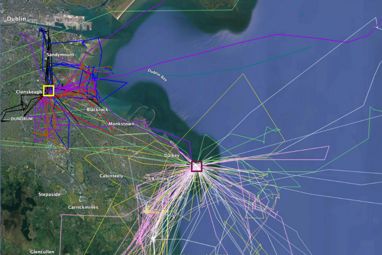 Map of urban- and coastal-nesting Herring Gull activity, by Jon Willans. Map of urban- and coastal-nesting Herring Gull activity, by Jon Willans.