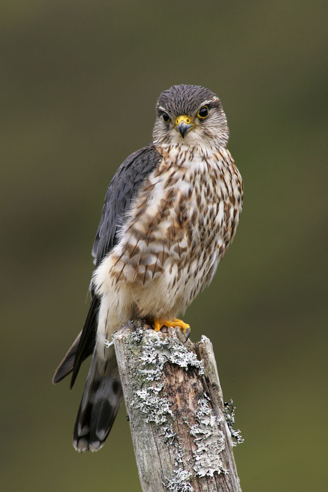 The Merlin is the smallest raptor that regularly occurs in the UK, breeding in the uplands and spending winter in lowland habitats such as saltmarsh.