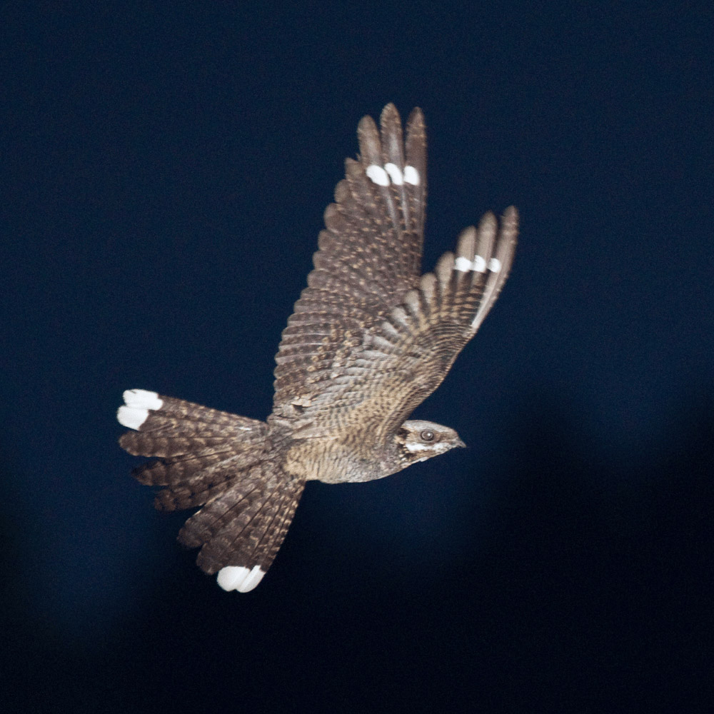 Nightjar. Chris Knights / BTO