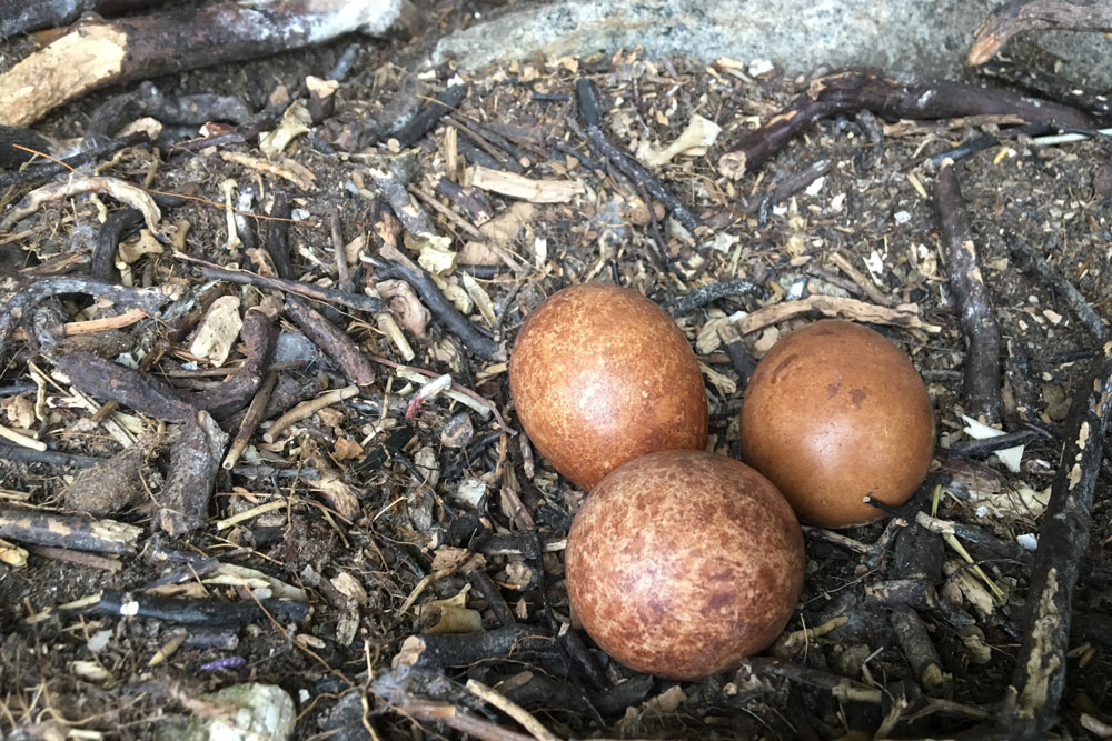 Peregrine eggs, by Hugh Insley / BTO