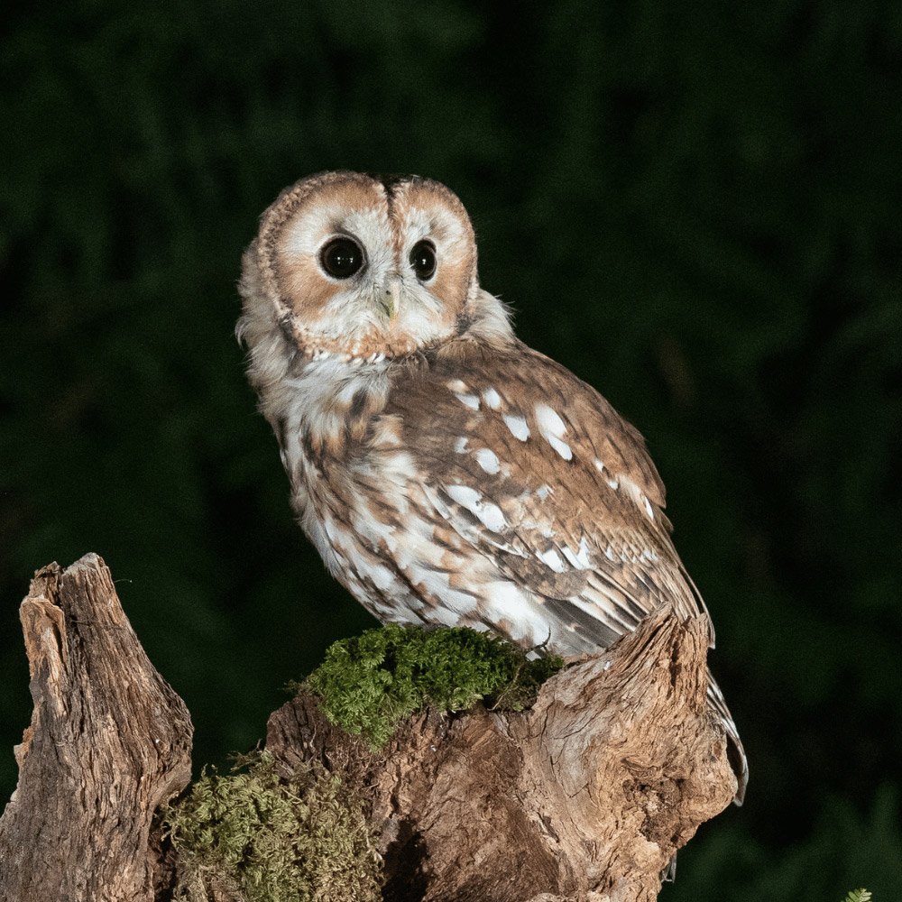 Tawny Owl. Sarah Kelman / BTO Tawny Owl. Sarah Kelman / BTO