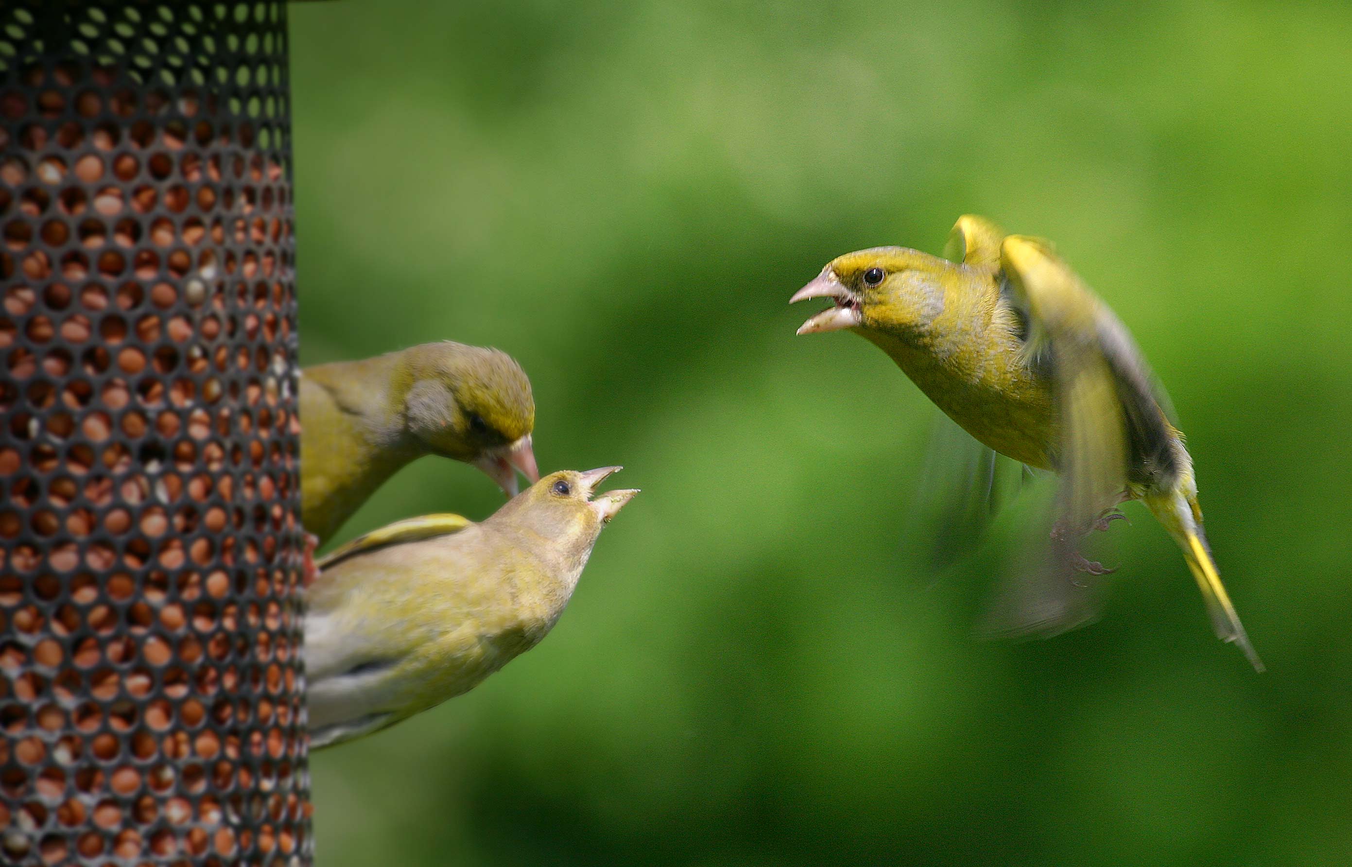 Greenfinch. Jill Pakenham