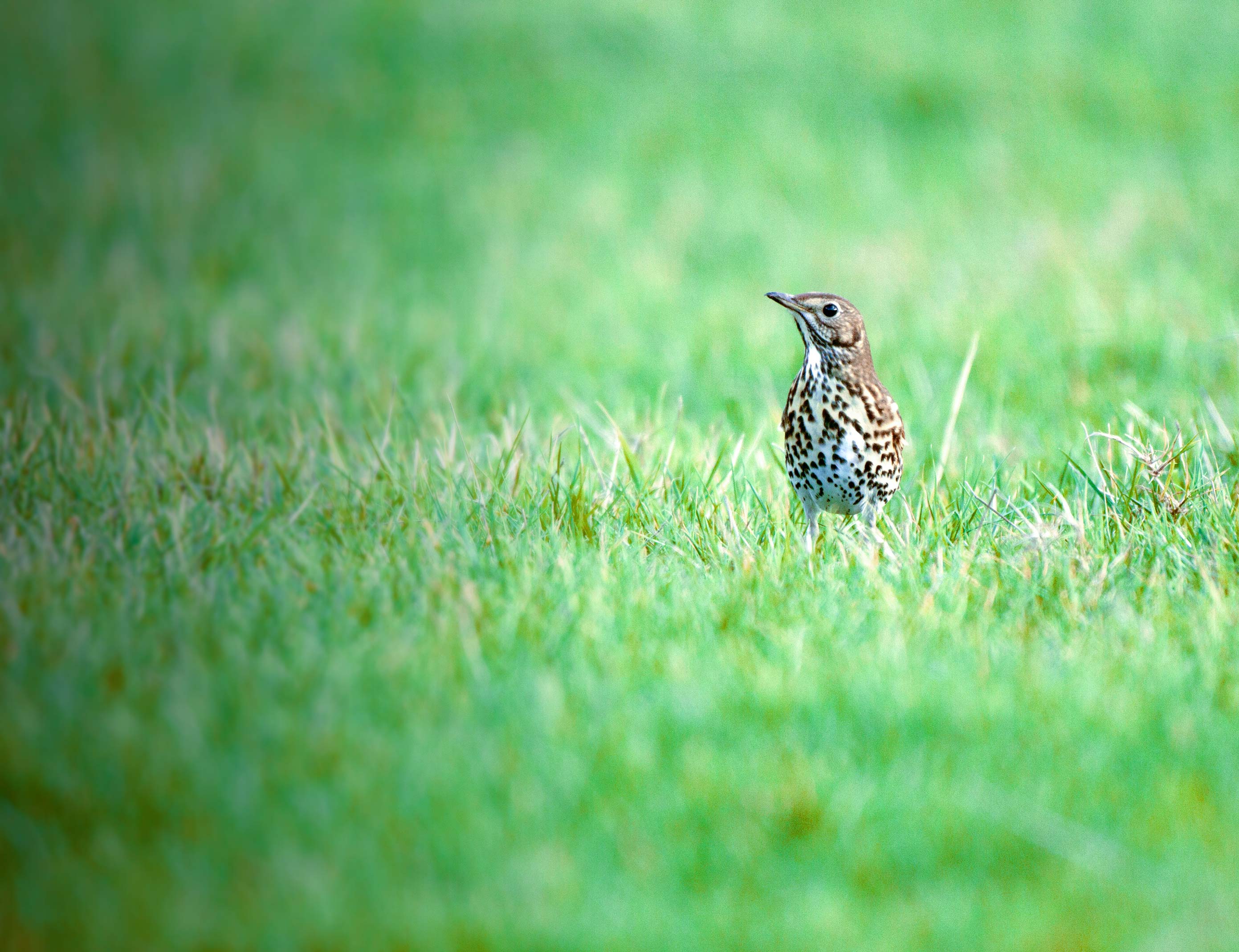 Song Thrush. John Harding