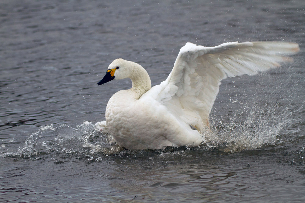 Bewick's Swan. John Harding / BTO Bewick's Swan. John Harding / BTO