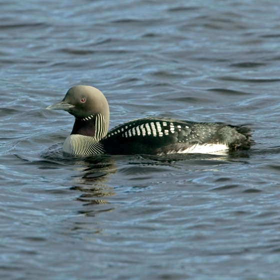 Black-throated Diver, Chris Knights