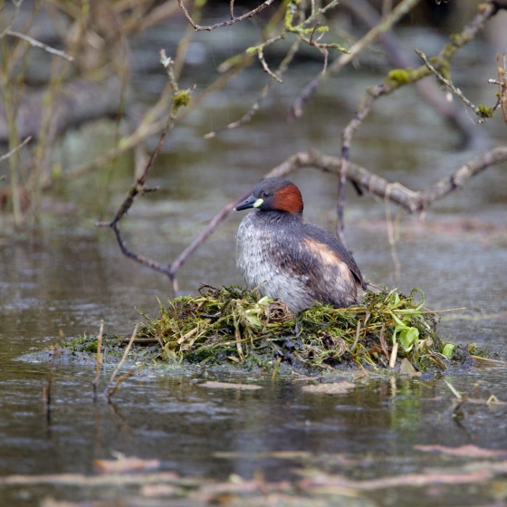 Little Grebe, Edmund Fellowes