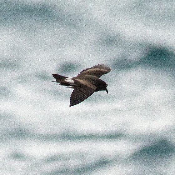 Leachs Petrel, Yoav Perlman