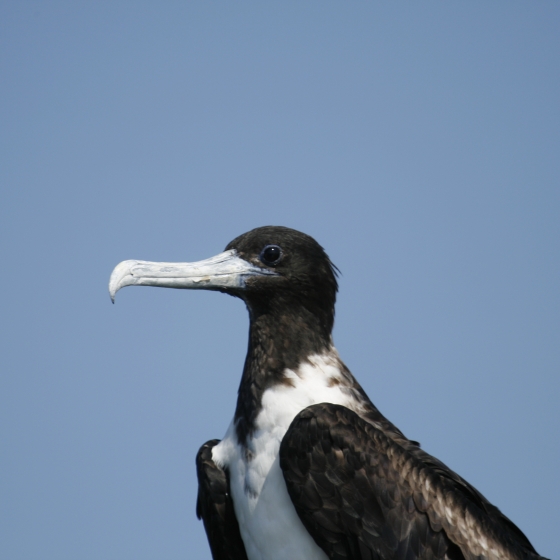 Magnificent Frigatebird, Simon Gillings