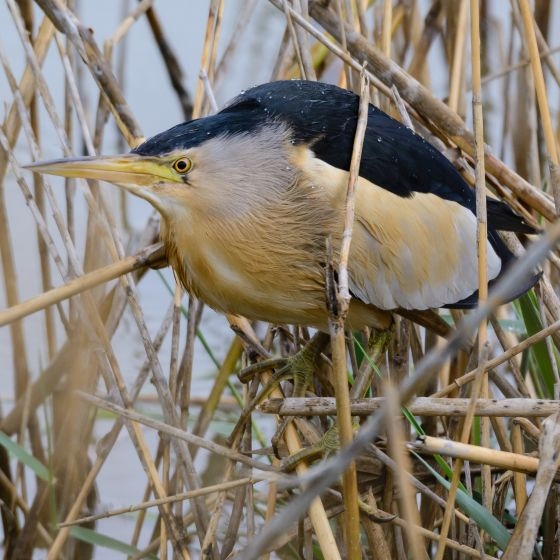 Little Bittern, Philip Croft