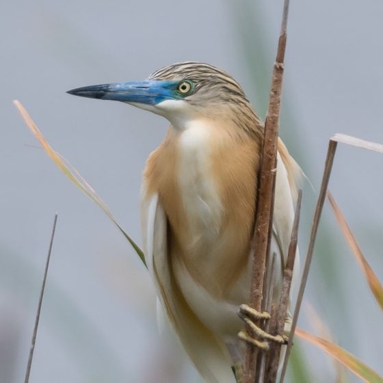 Squacco Heron, Philip Croft