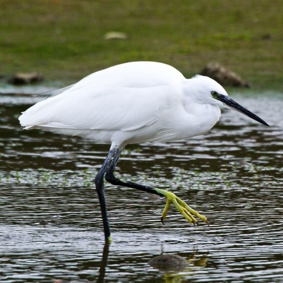 Little Egret, John Harding