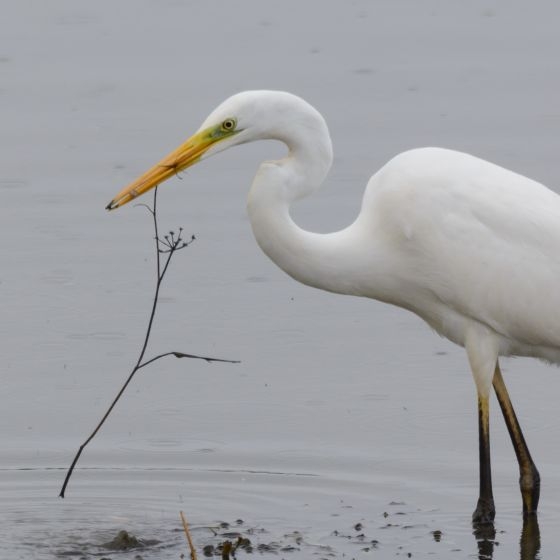 Great White Egret, Philip Croft