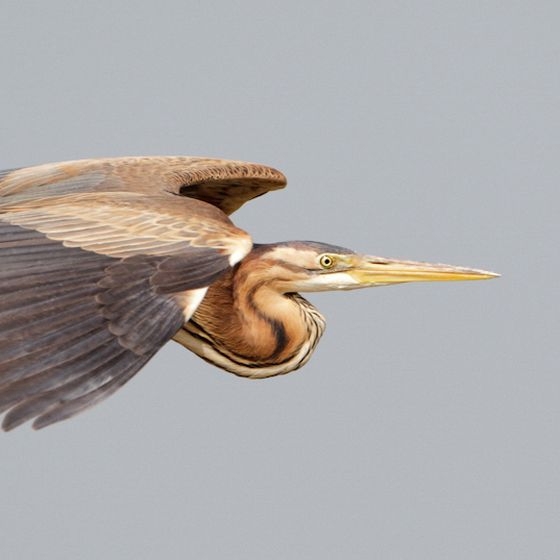 Purple Heron, Graham Catley