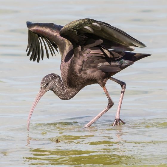 Glossy Ibis, Philip Croft