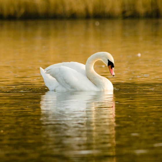 Mute Swan, Richard Jackson