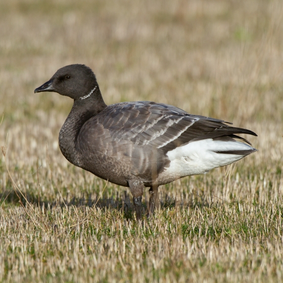 Brent Goose, John Harding