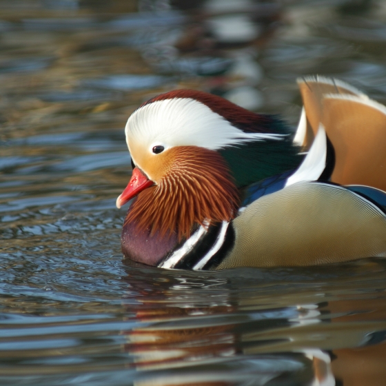 Mandarin Duck, Neil Calbrade