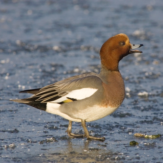 Wigeon, Edmund Fellowes