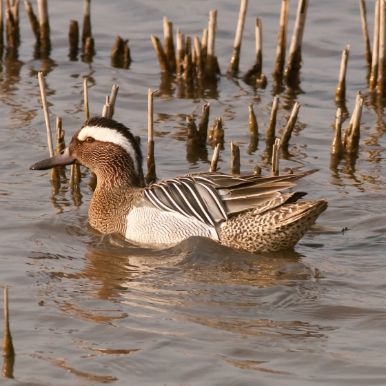 Garganey, Allan Drweitt