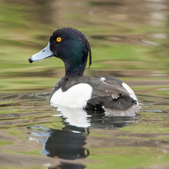 Tufted Duck, Sarah Kelman