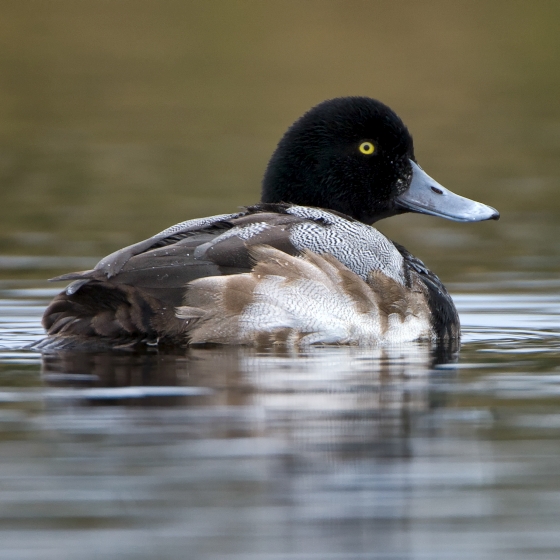 Scaup, Paul Hillion