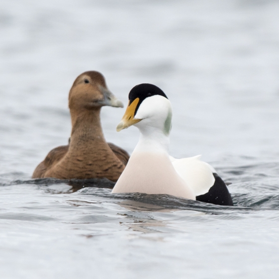 Eider, Sarah Kelman