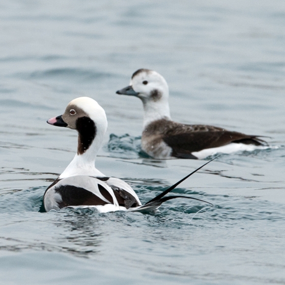 Long-tailed Duck, Sarah Kelman