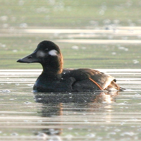 Velvet Scoter, Gray Images