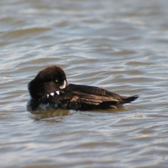 Barrow's Goldeneye, Simon Gillings
