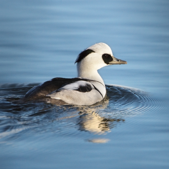 Smew, Graham Catley