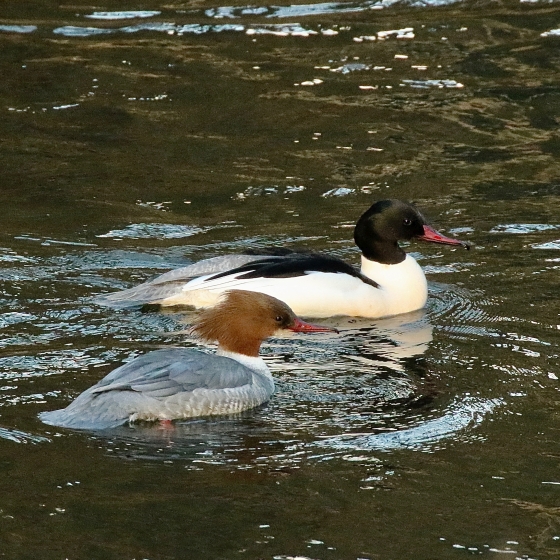 Goosander, Tom Cadwallender