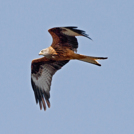 Red Kite, John Harding