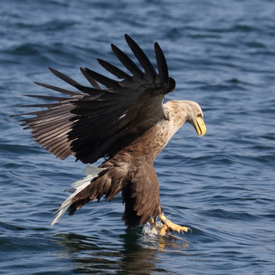 White-tailed Eagle, Liz Cutting