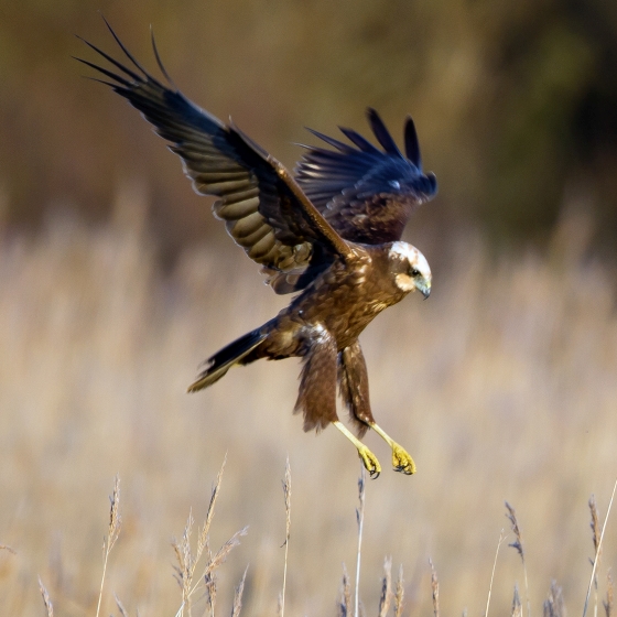 Marsh Harrier, Paul Hillion