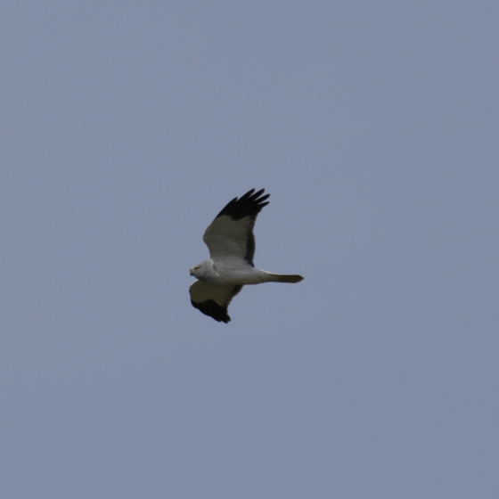Hen Harrier, Simon Gillings