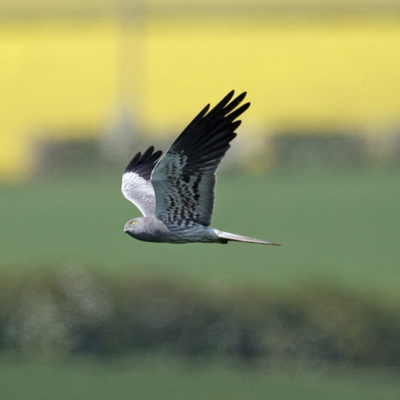 Montagu's Harrier, Graham Catley