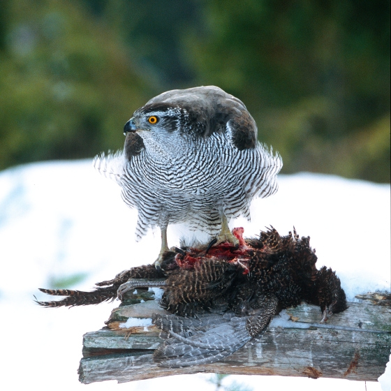 Goshawk, Chris Knights