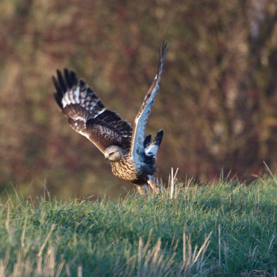 Rough-legged Buzzard, Graham Catley