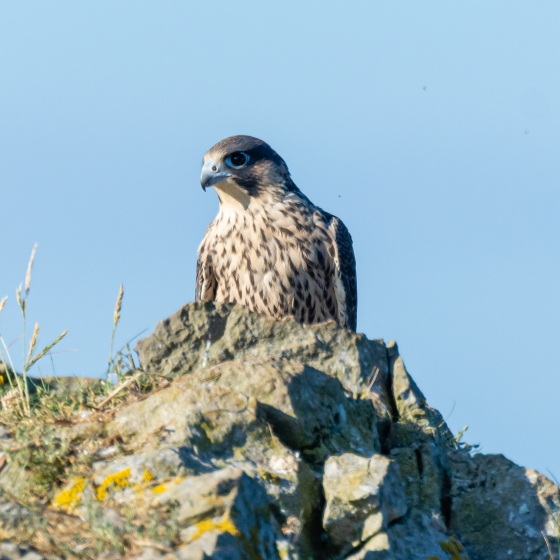 Peregrine, Philip Croft