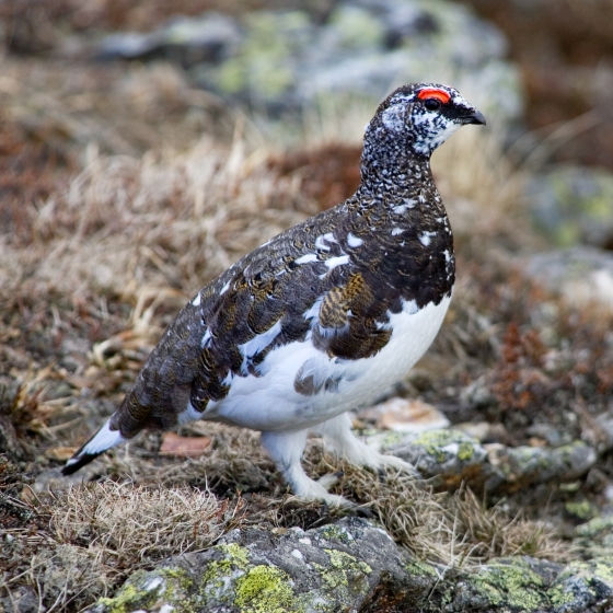 Ptarmigan, Edmund Fellowes