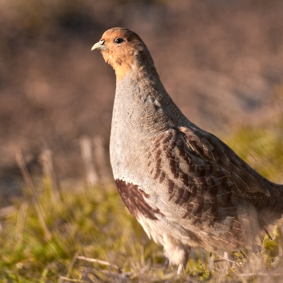 Grey Partridge, Allan Drewitt