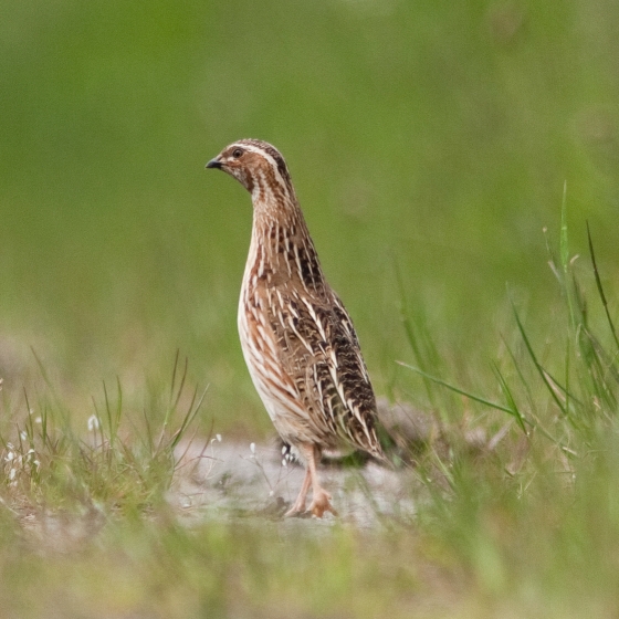Quail, Graham Catley