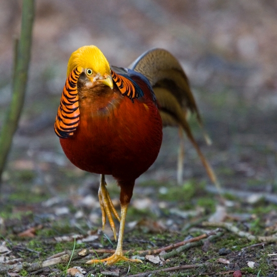 Golden Pheasant, Chris Knights