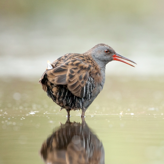 Water Rail, Sarah Kelman