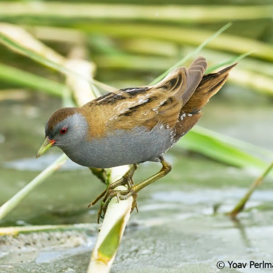 Little Crake, Yoav Perlman
