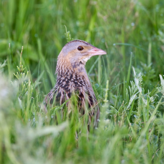 Corncrake, Chris Knights