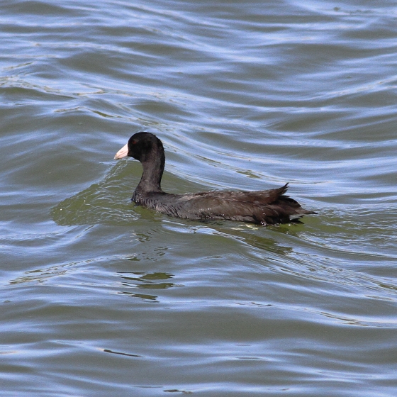 American Coot, Brendan Doe